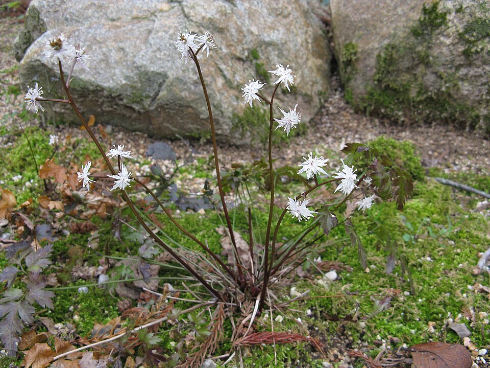 Rhizoma Coptidis