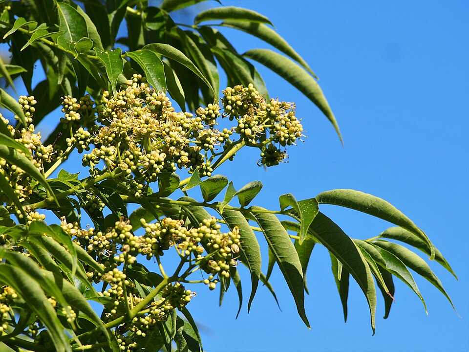 Cortex Phellodendri