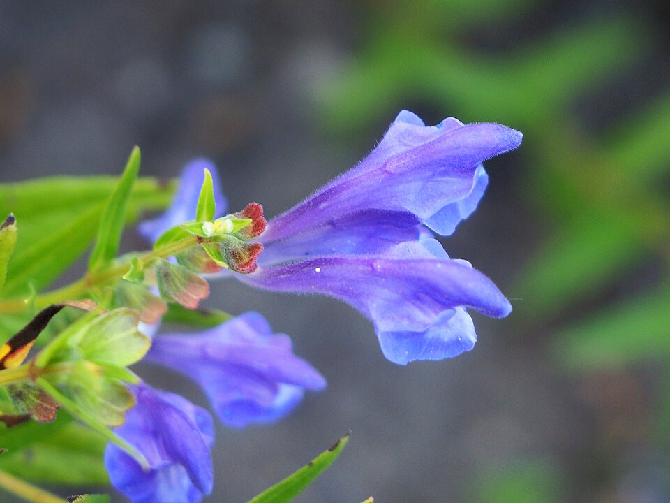 Radix Scutellariae